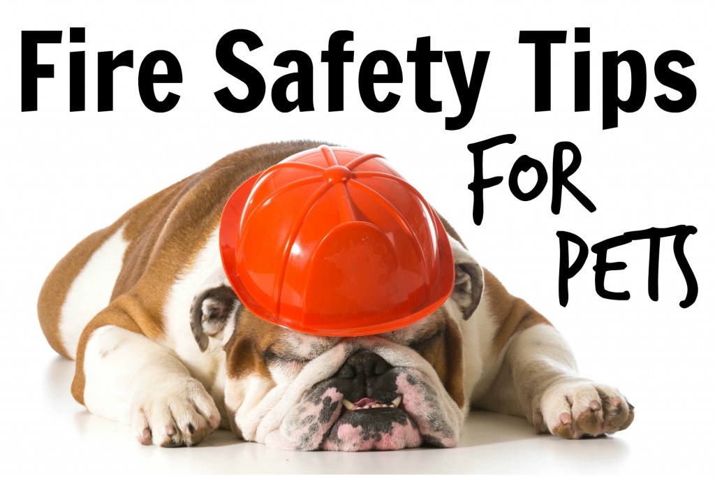 Fire Safety Tips For Pets